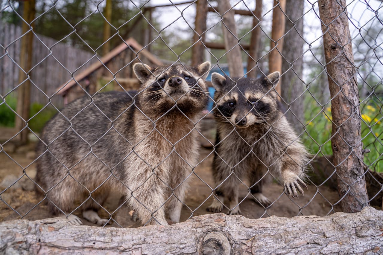 Raccoons behind a chain link fence