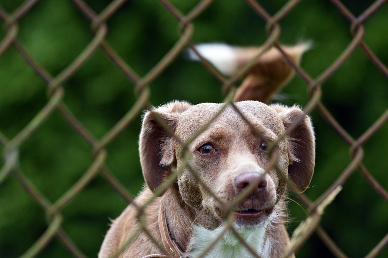 Why Install a Privacy Fence All American Fence Erectors