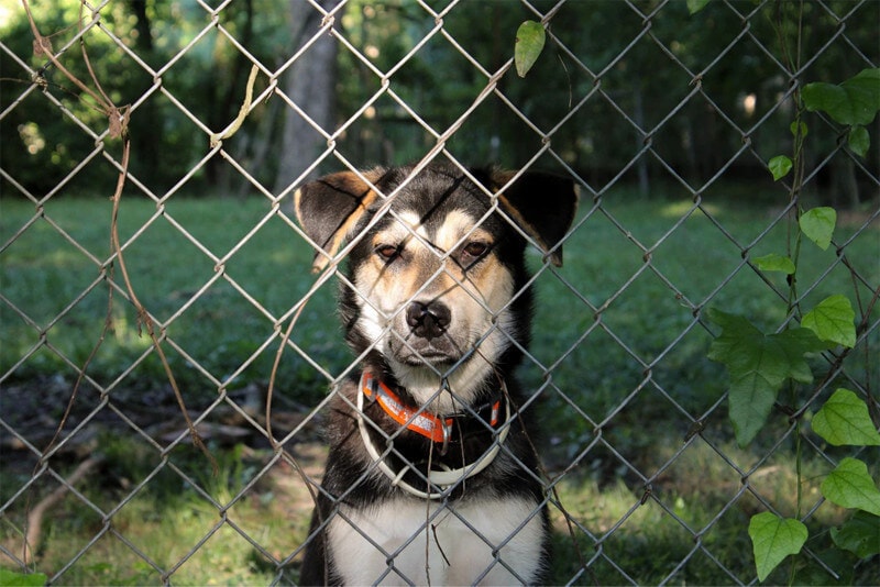 Chain Link Dog Fence