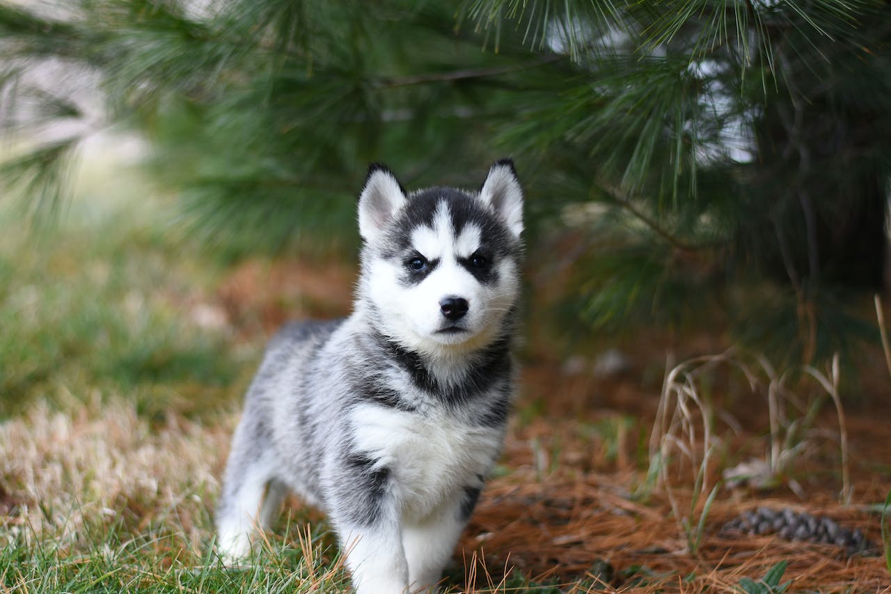 SIberian Husky Outside