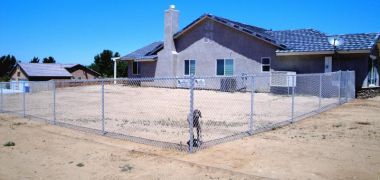 dog standing in a fenced in yard