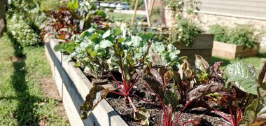 flower beds filled with plants