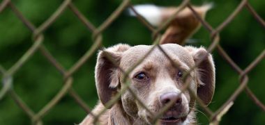 smiling dog beside a fence