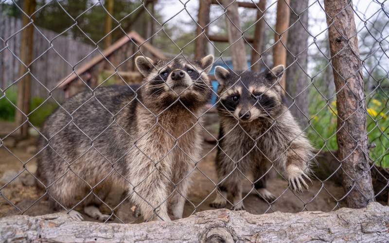 Raccoons behind a chain link fence
