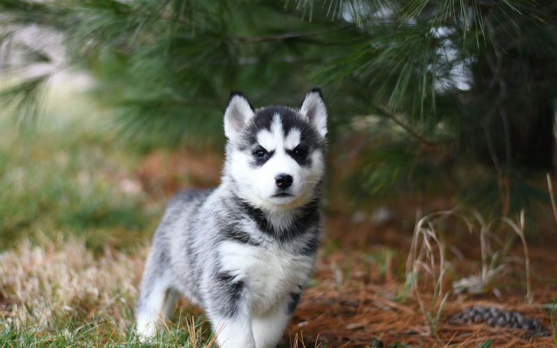 SIberian Husky Outside